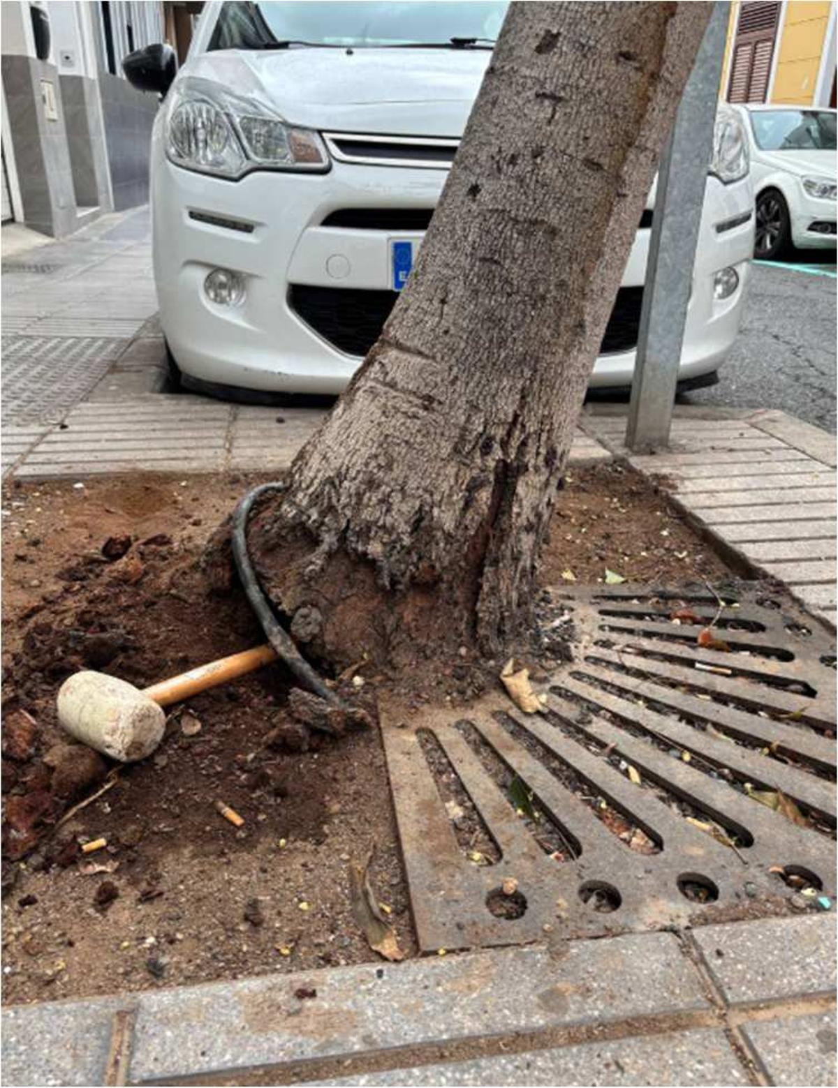 Árbol afectado por los orines de los perros en una calle de Las Alcaravaneras.
