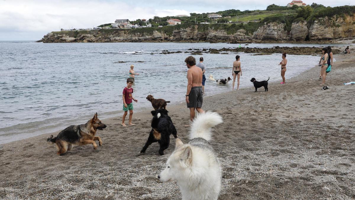 Perros jugando en la playa del Rinconín.