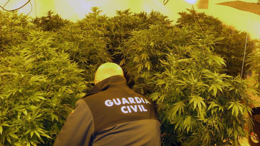 Un agente revisa la plantación de marihuana.