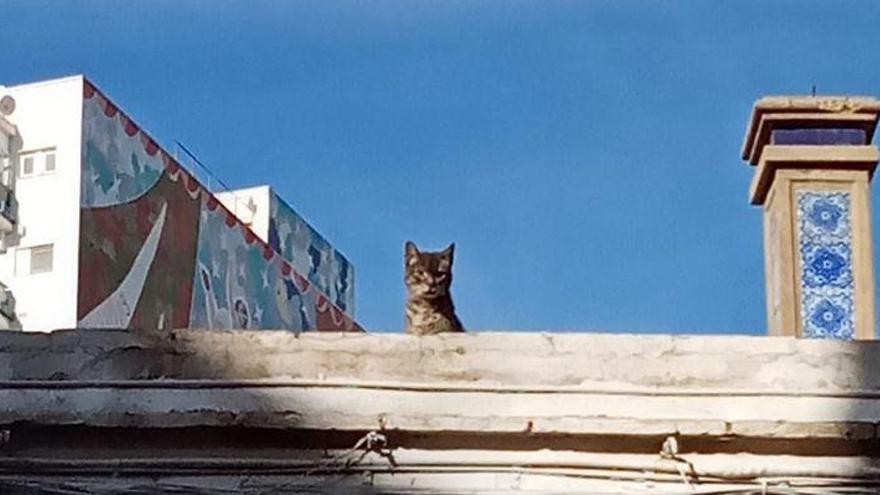 Fons, el gato rescatado de una muerte segura en Castelló
