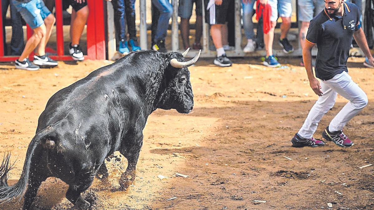 Almassora ha sido el primer municipio en exhibir toros extremeños tras conocerse los brotes de lengua azul en ese territorio.