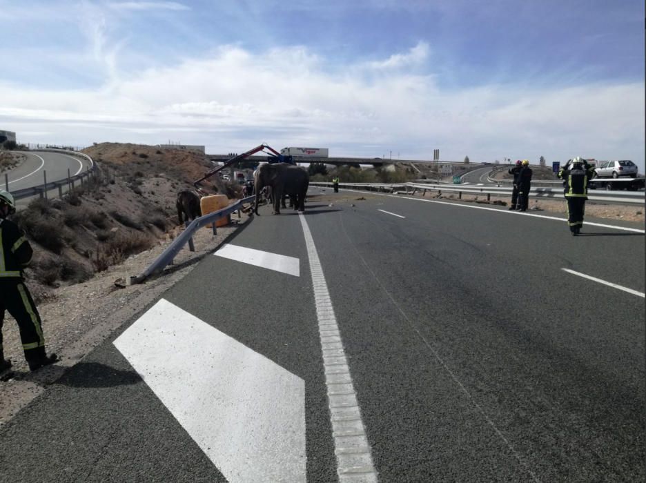 Accidente de un camión con elefantes en Albacete