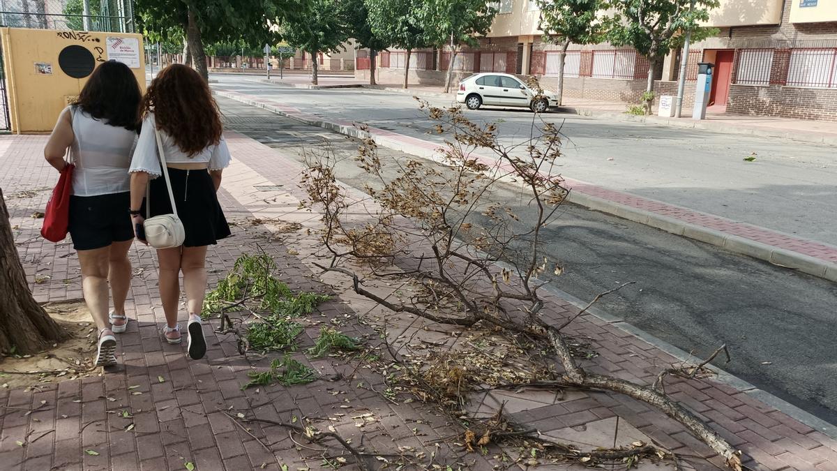 EFECTOS VIENTO HURACANADO DE ANOCHE EN CALLES Y JARDINES DE MURCIA