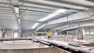 La piscifactoría del puerto de Alicante engorda: una segunda fase para criar mil toneladas de lechola