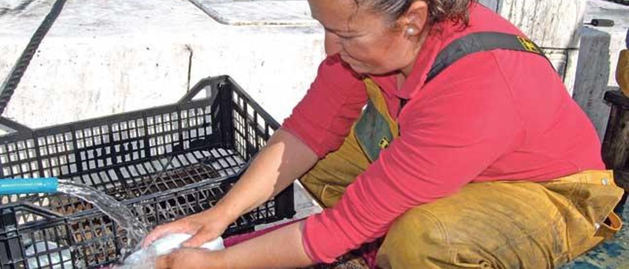 Olga Capote, patrona del els Batlets, de Alcúdia, limpia las sepias pescadas durante una jornada.