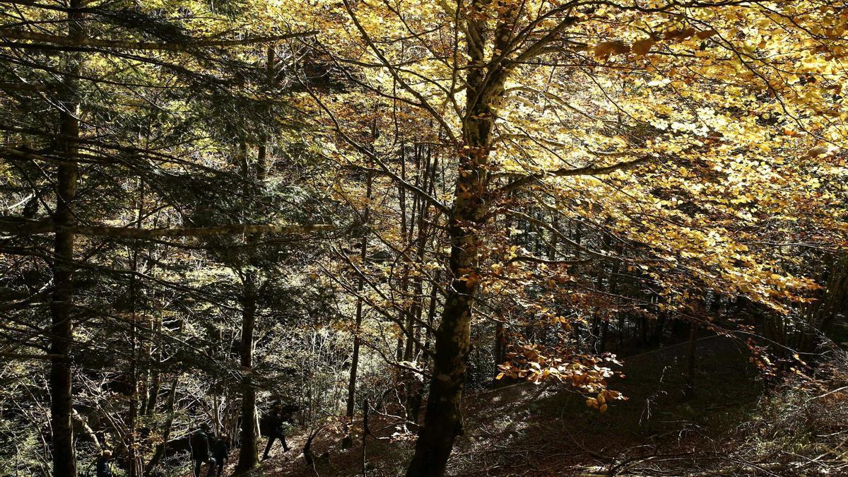 Las políticas contra la deforestación podrían proteger los bosques de la UE.