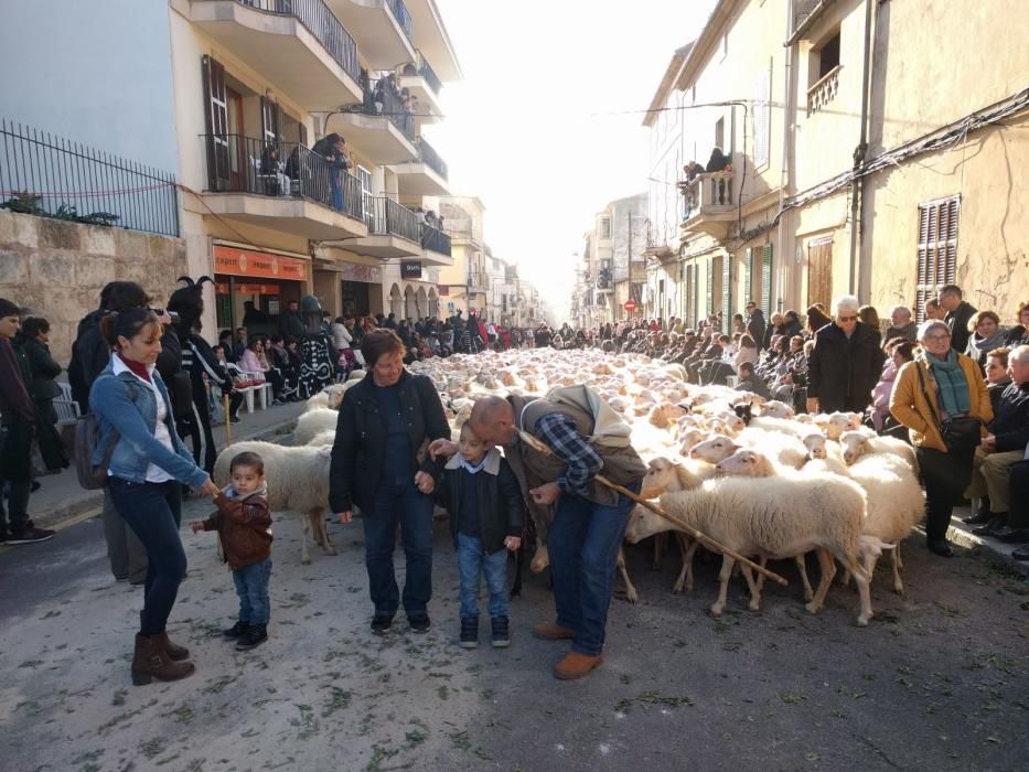 Sant Antoni 2018: Beneïdes de Muro