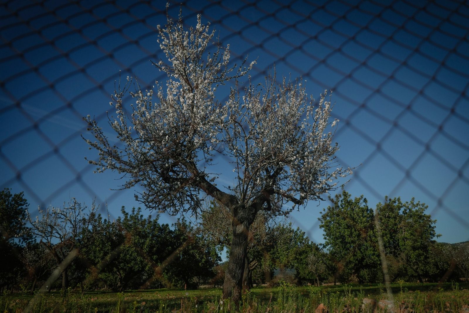 Las fotos del espectáculo de los almendros en flor en Mallorca