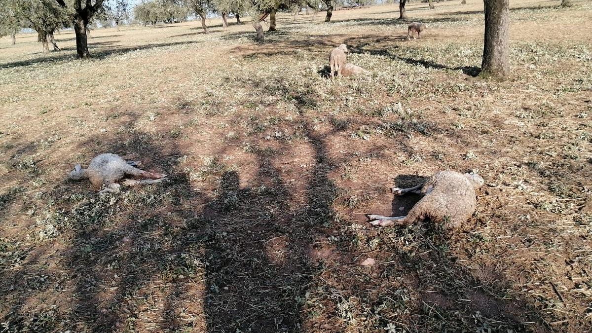 El granizo del martes dejó daños por 1,5 millones en Córdoba, Jaén y Sevilla