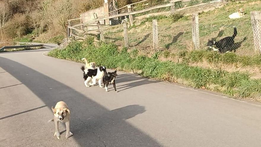 La quejas por los ataques de un grupo de perros crecen en Mieres: &quot;Es una jauría&quot;