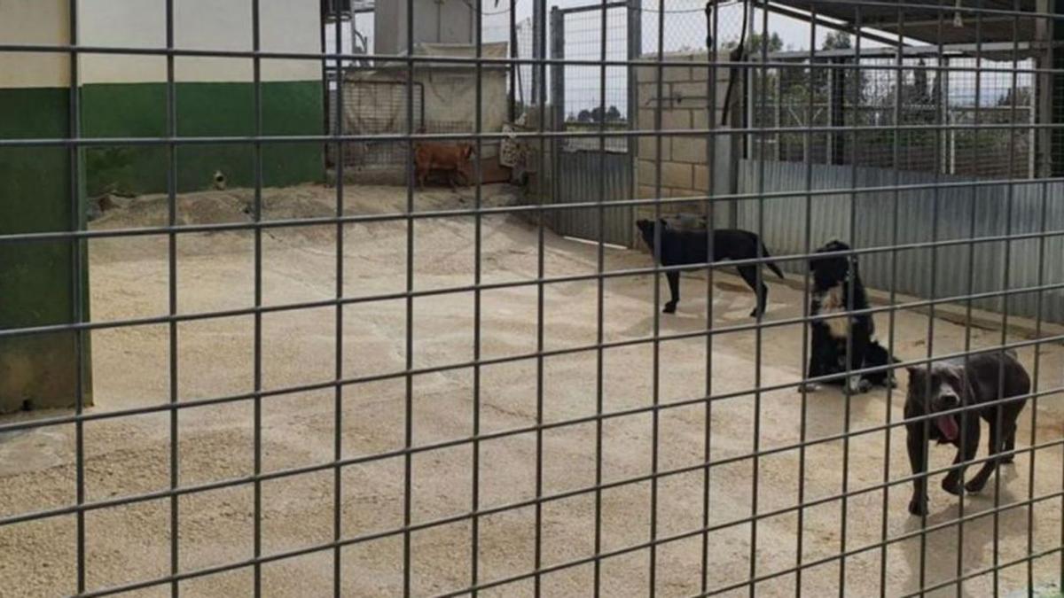 Diferentes ejemplares de perros acogidos en las antiguas dependencias de la Triple A de Marbella.