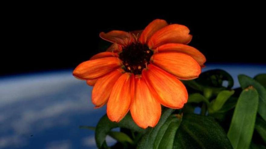 Foto de la zinnia cultivada en la ISS que colgó Scott Kelly en su Twitter. // Twitter