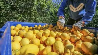 El excedente de limones alcanzará los 600 millones de kilos en el año 2026