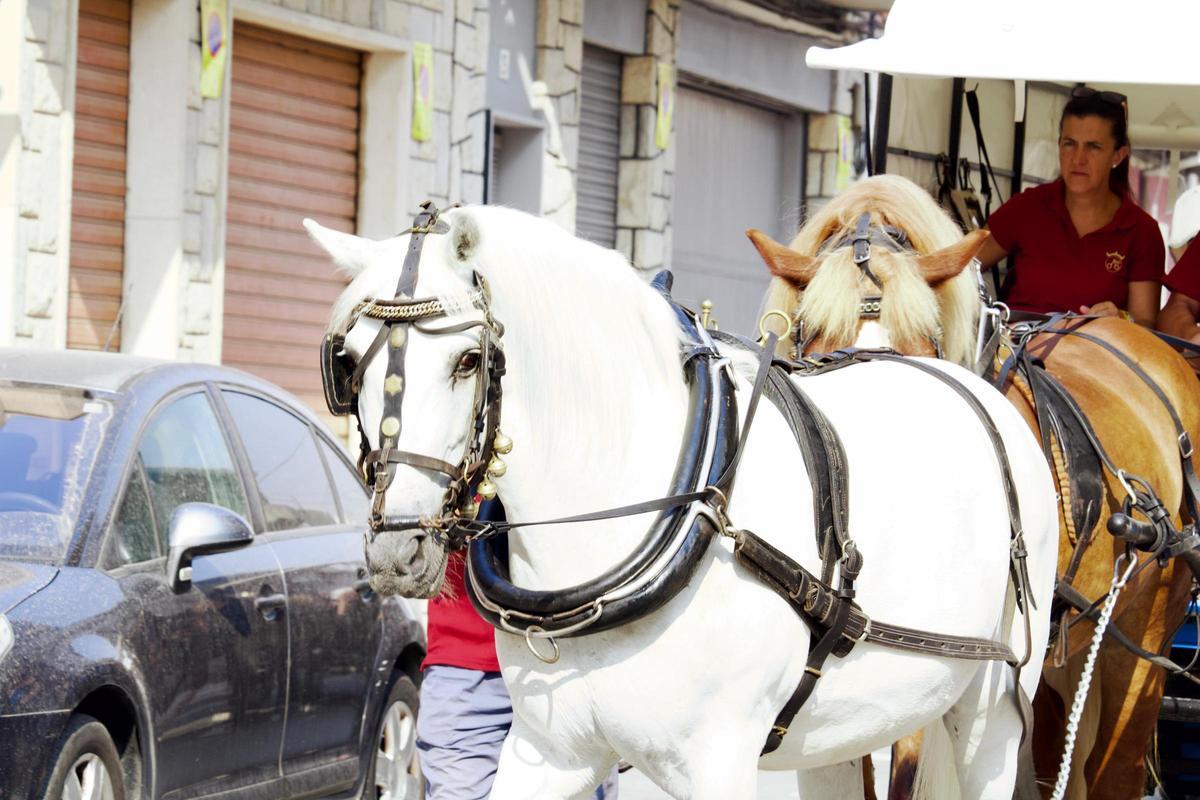 La Fireta de Sant Jaume de El Campello, en imágenes: carros y caballos vuelven a bajar hasta el mar
