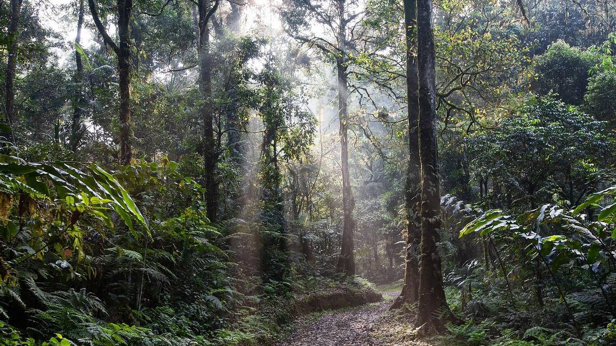 La invasión humana y los incendios forestales han reducido las selvas tropicales en Australia a solo el 1% de su extensión original.