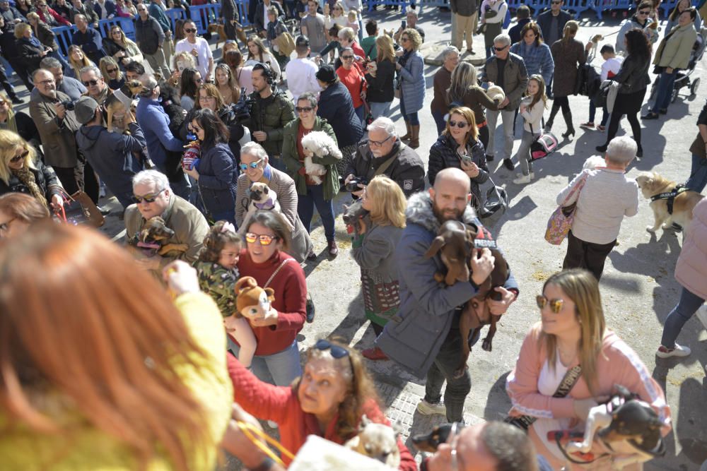 Cartagena celebra San Antón