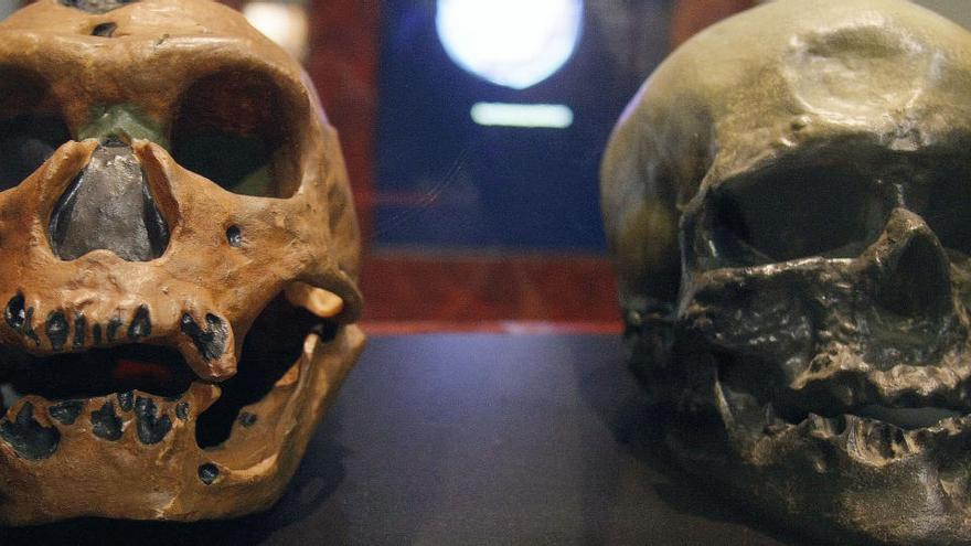 Cráneos de un homo neanderthalensis (izqda) y un homo sapiens.