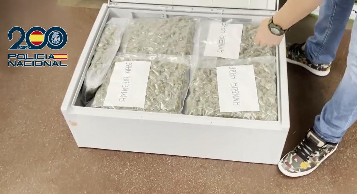 Un agente accede a parte de la marihuana intervenida.