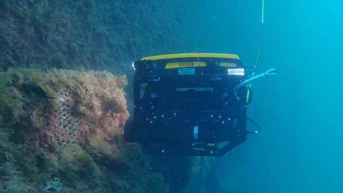 Monitorización de la vida marina en las estructuras biomiméticas instaladas en las paredes de los muelles del Puerto de Las Palmas