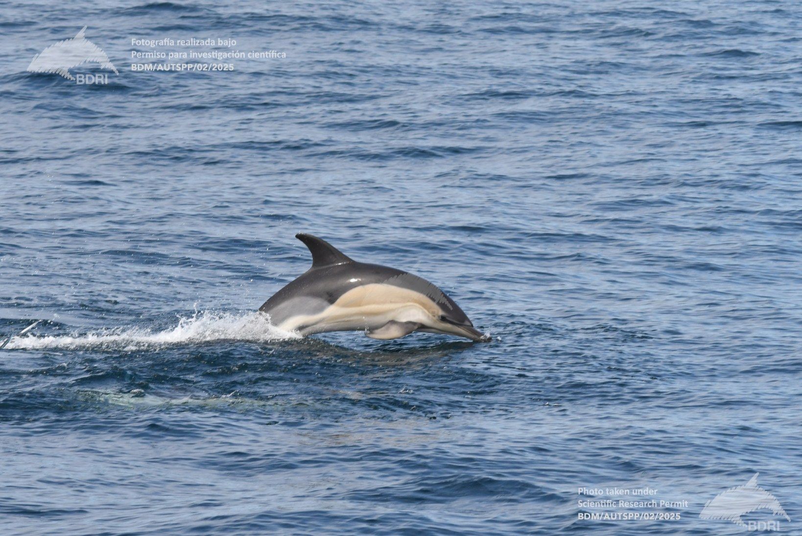 Biólogos, doctores y estudiantes del BDRI hacen un estrecho seguimiento de los mamíferos marinos en las rías de Vigo, Pontevedra y Arousa.