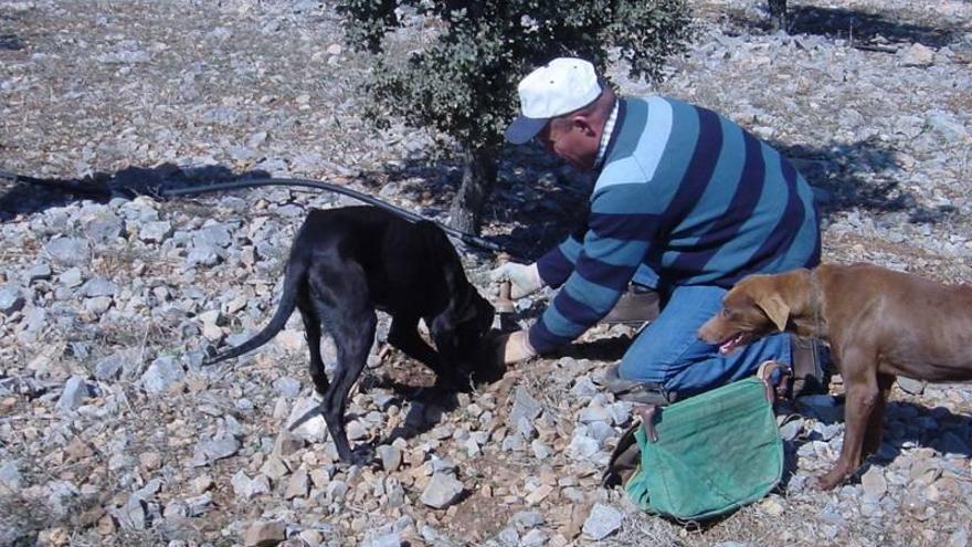 La trufa de Castellón toma oxígeno gracias a la mala cosecha francesa