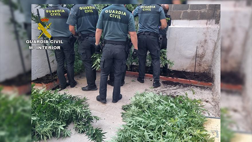 Golpe al cultivo de marihuana: caen 6 plantaciones en 15 días en la provincia de Cáceres