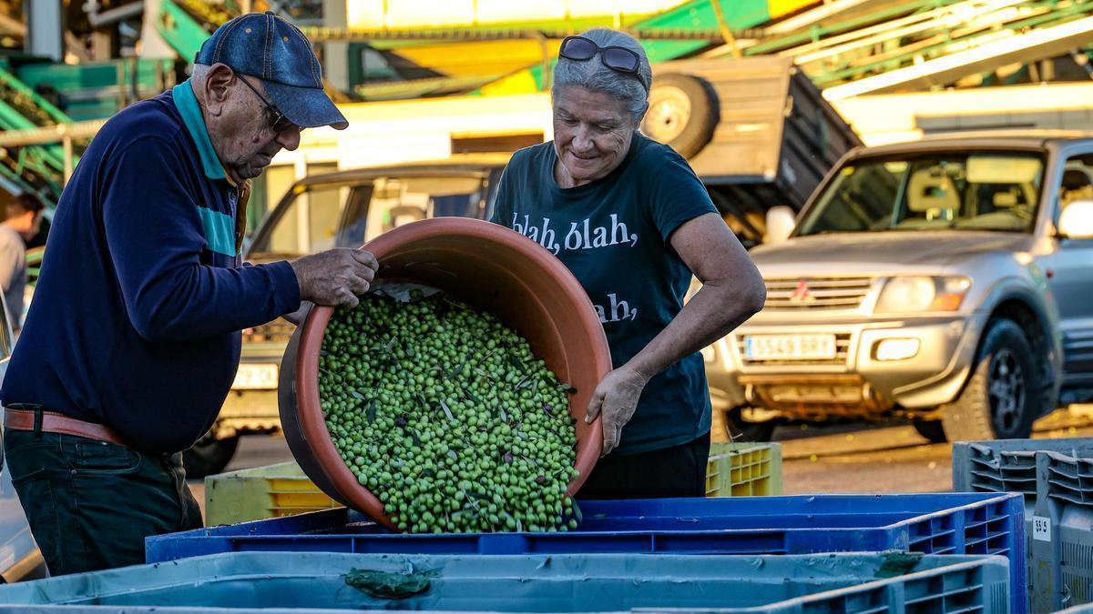 Producción de aceite en la Almàssera de Millena