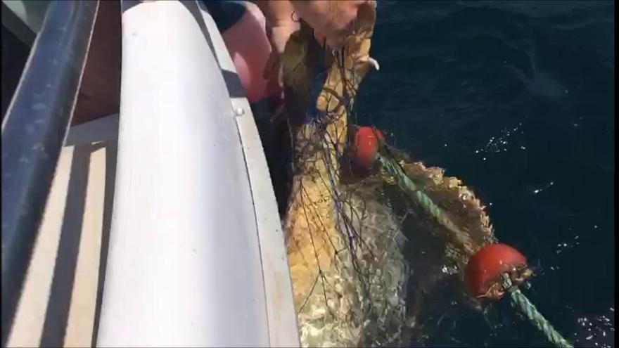 Rescatan a una tortuga atrapada en una red en aguas de Águilas