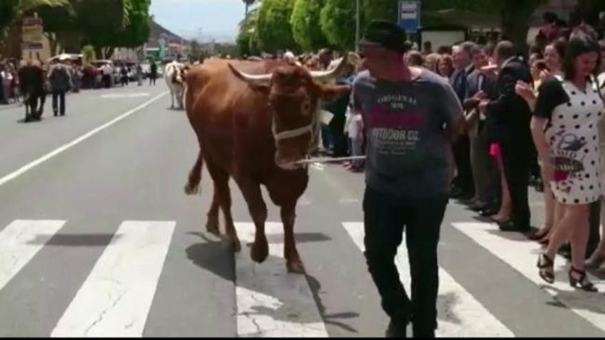 Fiesta de San José Obrero y feria de ganado en Arinaga