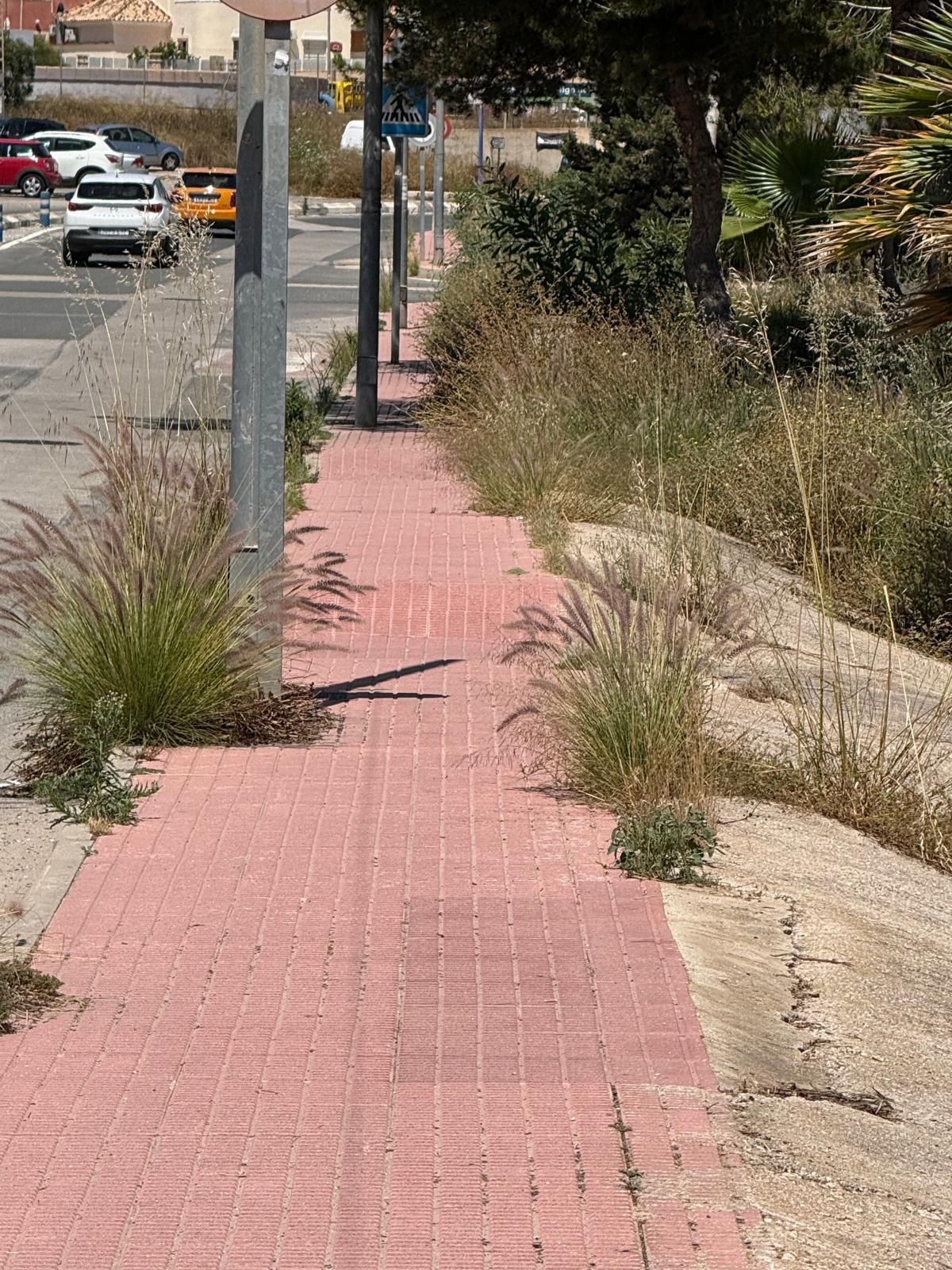 Una jungla sobre el asfalto de Orihuela Costa