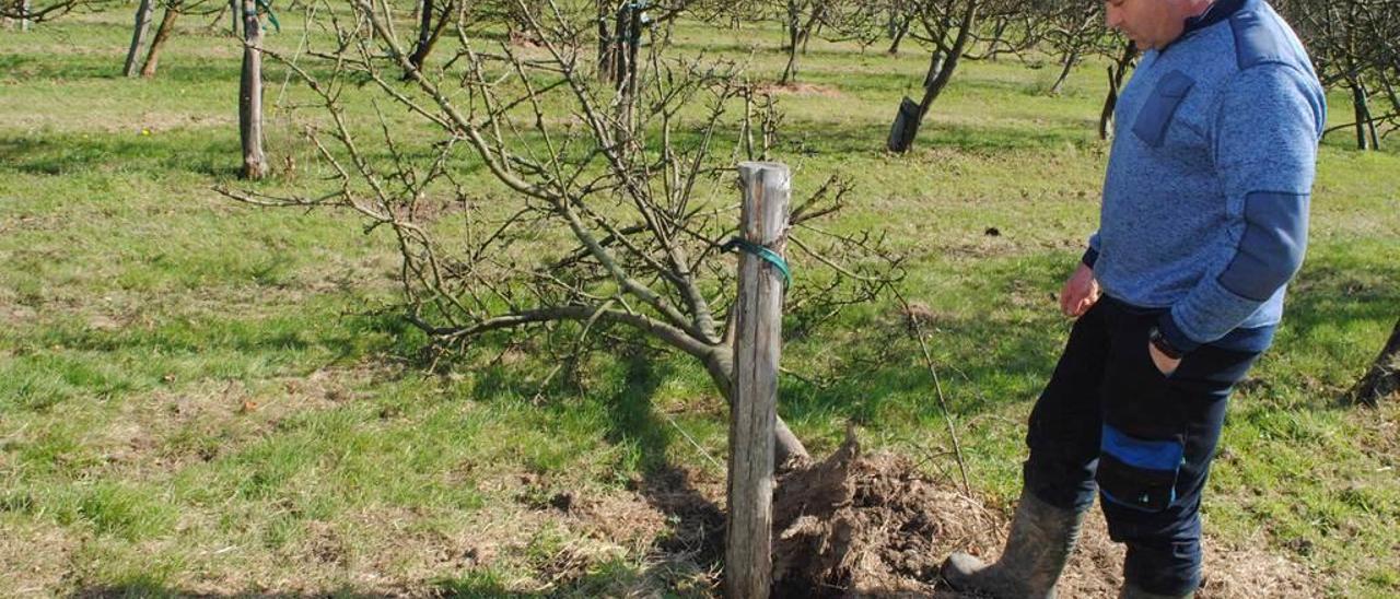 Avelino Prida, ayer, junto a un árbol dañado en la finca de El Rebollar.