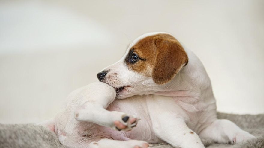 Si tu mascota se rasca mucho o se lame las patas, no hagas esto: «Sería como si te ato las manos»
