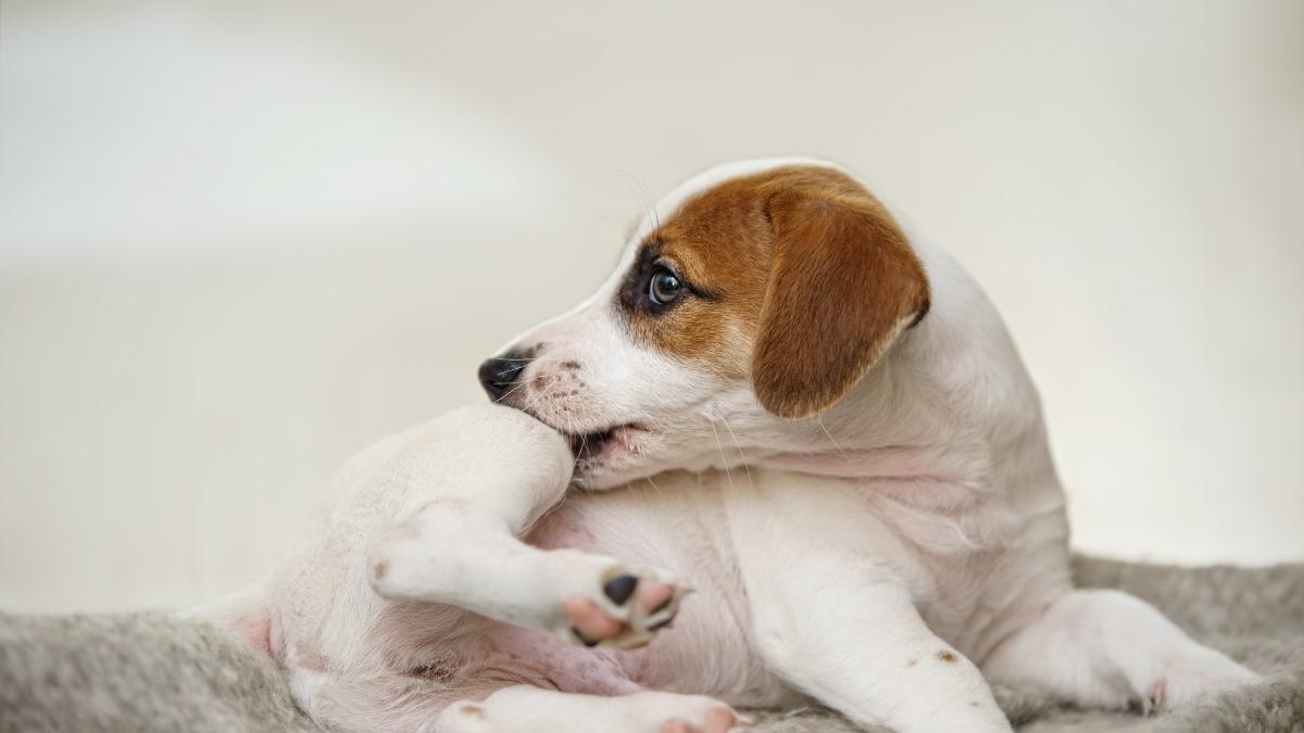 Cachorro rascándose.