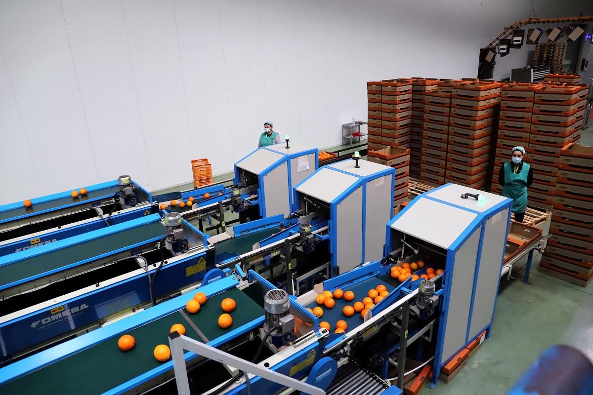 Trabajos en la industria de los cítricos de La Vega.