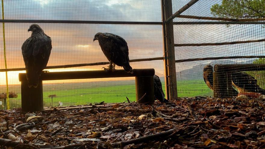 Renuevan el convenio para la reintroducción del águila pescadora en el Marjal de Pego-Oliva y el cabo de Sant Antoni