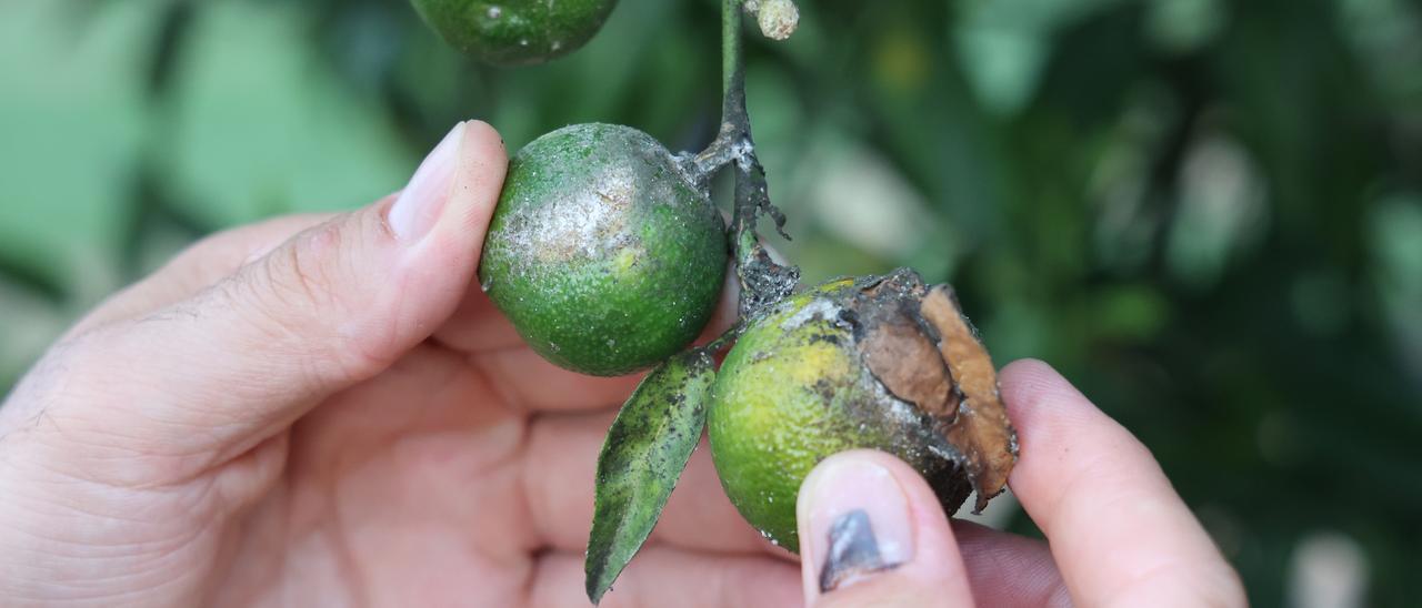 Cítrico de un huerto de Almassora afectado por el &#039;cotonet&#039;.