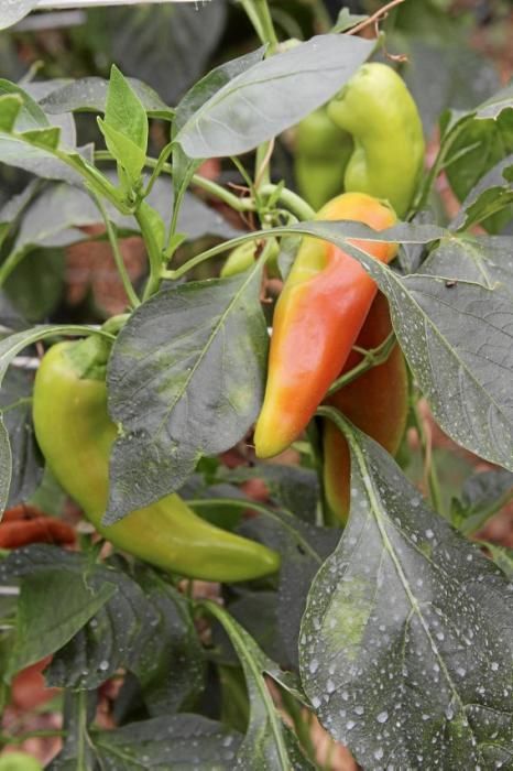 Ein Besuch bei Jaume Pou auf der Paprika-Plantage bei Inca.