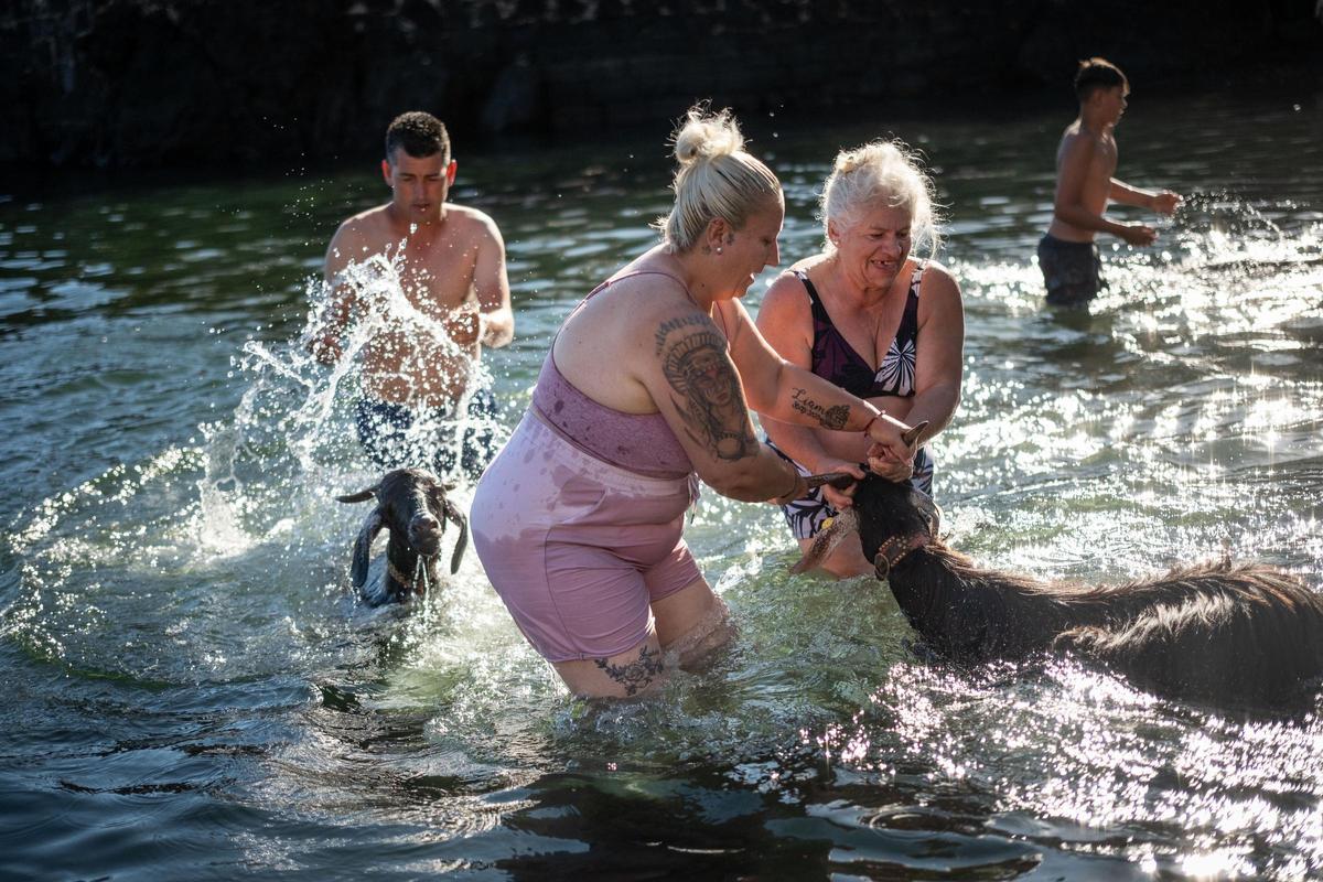 Así se vivió el tradicional baño de cabras en el muelle de Puerto de la Cruz