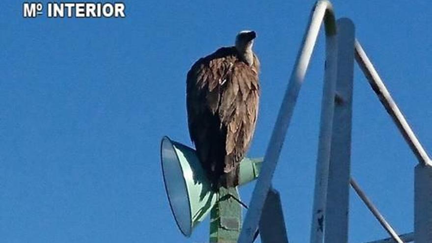 El buitre en lo alto del buque sittuado en el puerto.