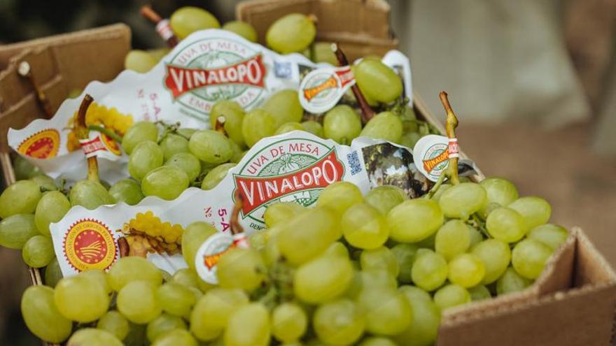 Las únicas uvas con Denominación de Origen Protegida.