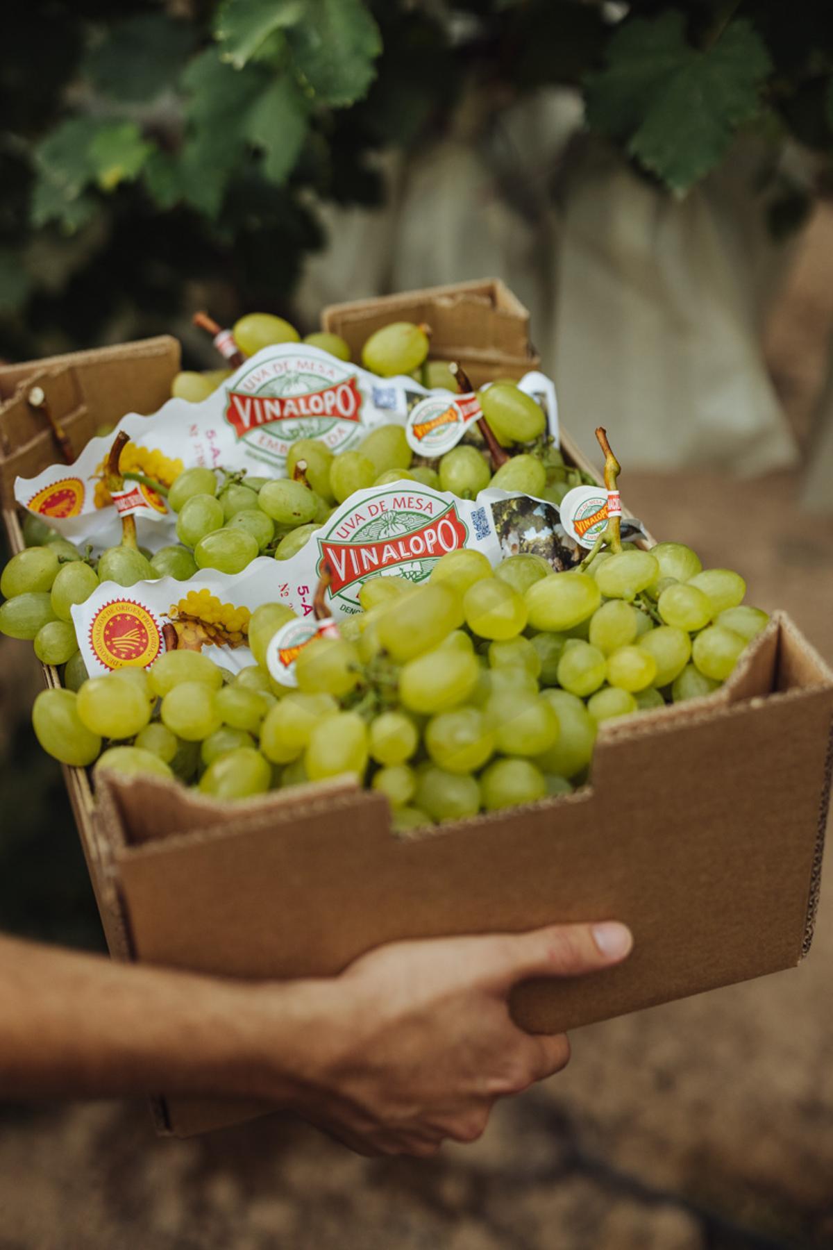 Las únicas uvas con Denominación de Origen Protegida.