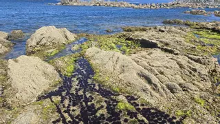 Temporada de erizo en la costa atlántica de Arousa