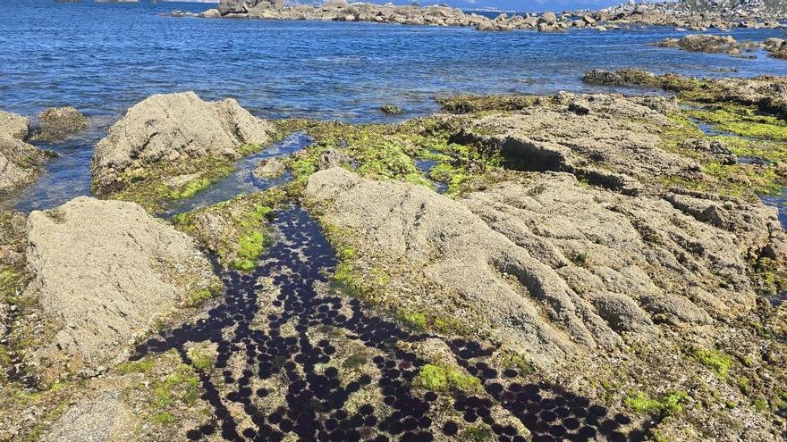Temporada de erizo en la costa atlántica de Arousa
