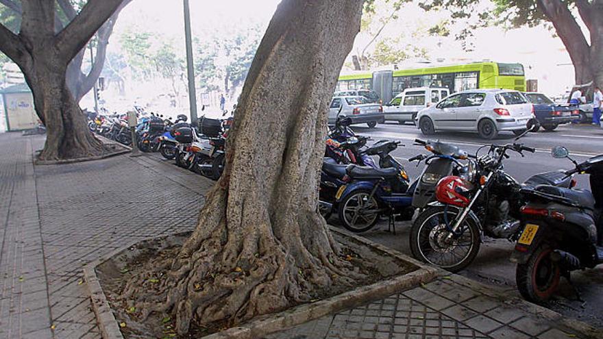 Alameda. La Oficina del Metro exige la conservación de los árboles durante las obras.