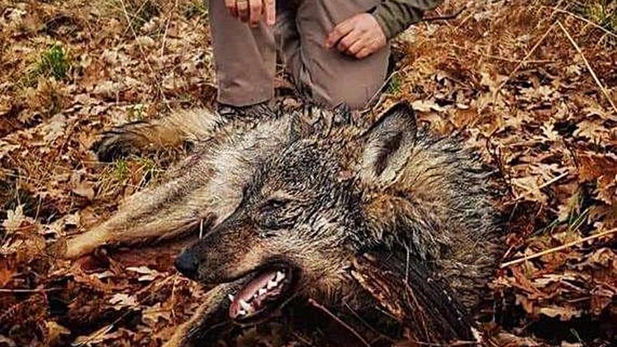 Lobo abatido esta temporada en la provincia de Zamora.