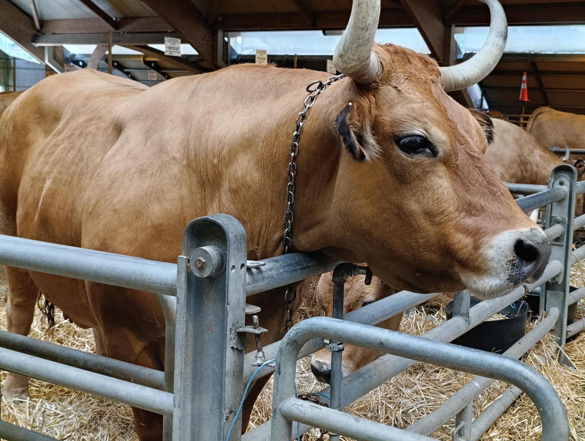 Arranca Agrosiero en La Pola