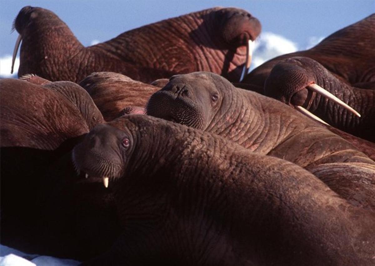 Un grup de morses en una zona de l’Àrtic entre Rússia i Alaska.