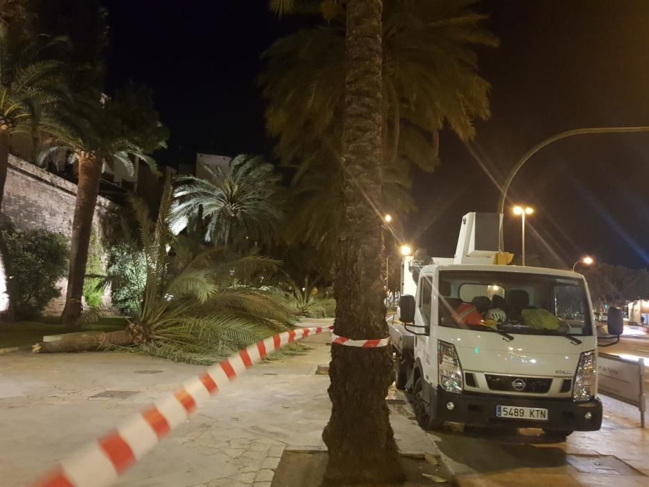 Sturm reißt sieben Palmen an Palmas Promenade um