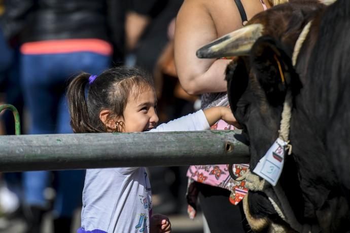 08-12-19 GRAN CANARIA. JINAMAR. JINAMAR. TELDE. Fiesta de la Inmaculade Concepcion y de la Caña Dulce de Jinamar, feria de ganado, procesión.. Fotos: Juan Castro.  | 08/12/2019 | Fotógrafo: Juan Carlos Castro