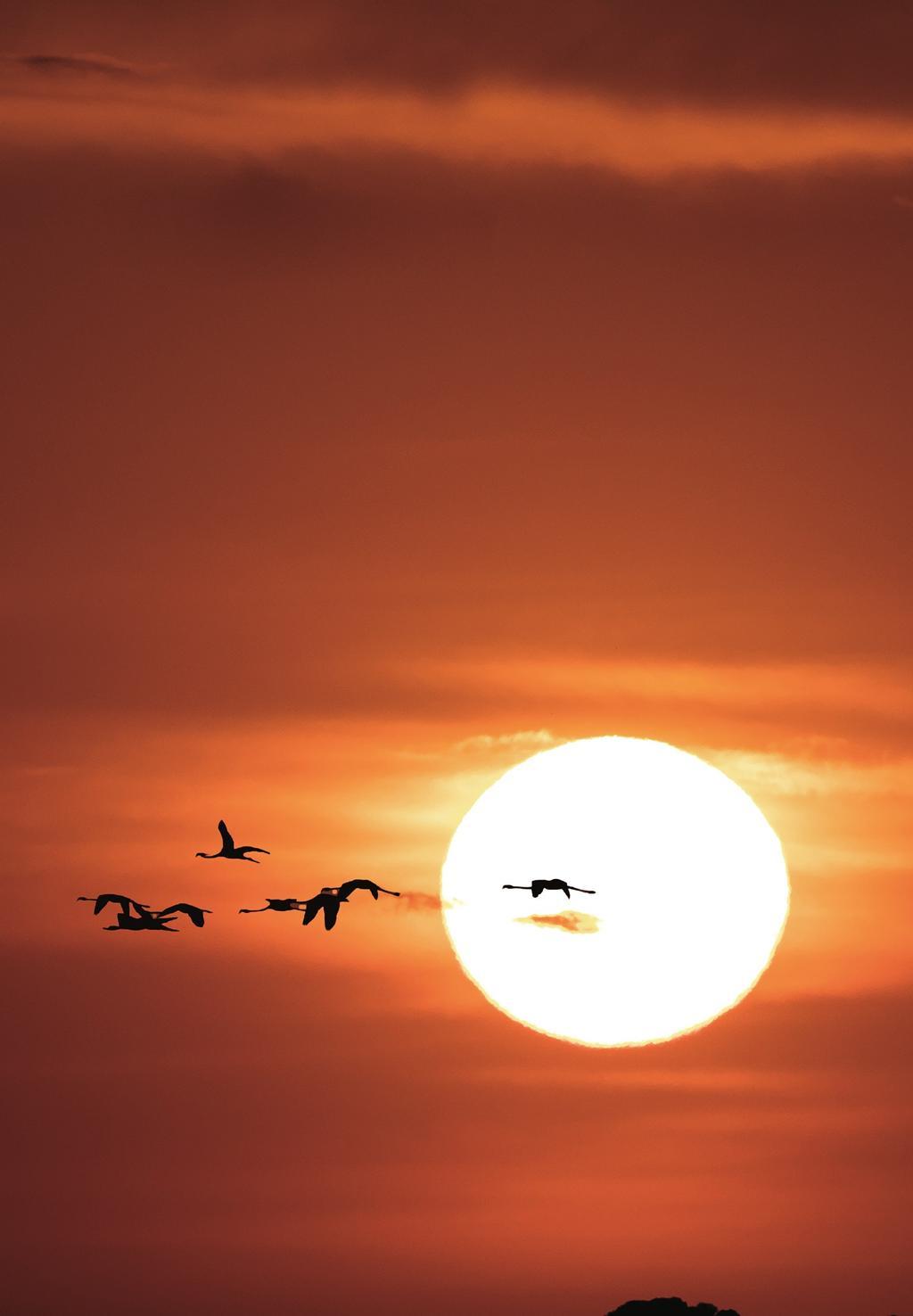 Flamencos mayores volando al atardecer.